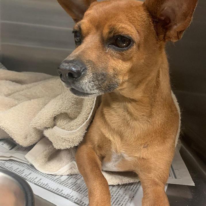 DOGS VERSUS CACTUS - COURTESY MARICOPA COUNTY ANIMAL CARE 4.jpg